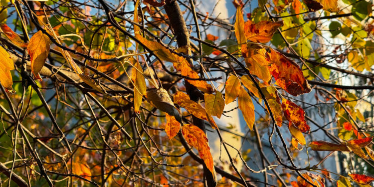 16-октябрга карата өлкөдө күтүлгөн аба ырайы