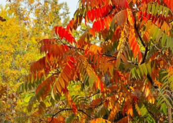 23-октябрга карата өлкөдө күтүлгөн аба ырайы