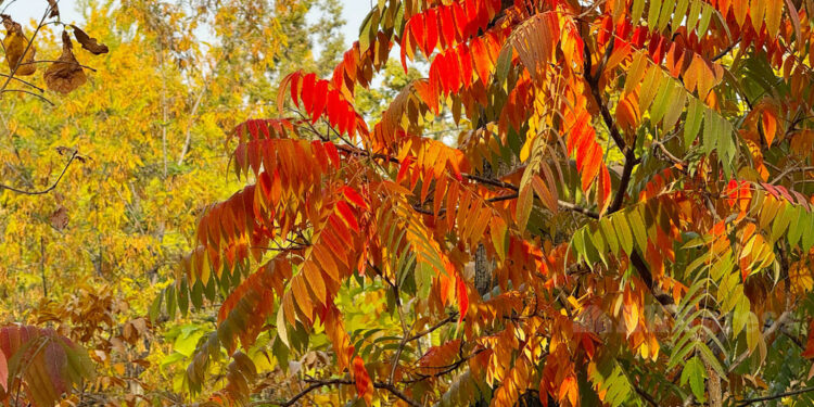 23-октябрга карата өлкөдө күтүлгөн аба ырайы