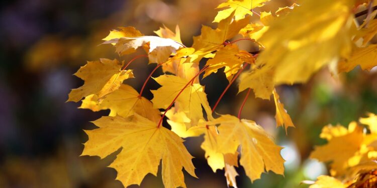 25-октябрга карата өлкөдө күтүлгөн аба ырайы