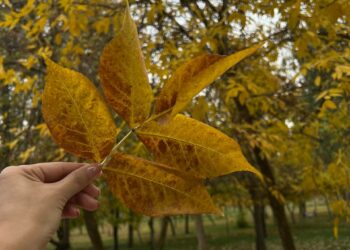 15-октябрга карата өлкөдө күтүлгөн аба ырайы