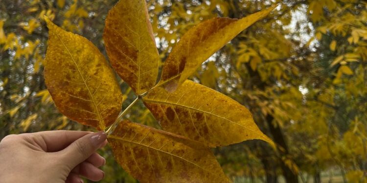 15-октябрга карата өлкөдө күтүлгөн аба ырайы