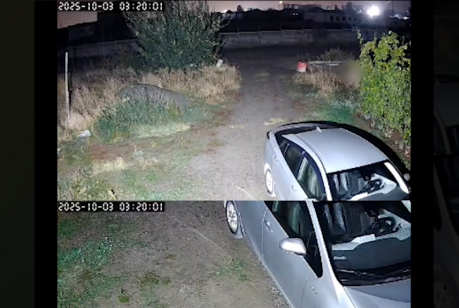 Ак-Ордо-3 конушунда өлтүрүлгөн кишинин жубайы үч баласы менен качып бара жатат делген видео тарады