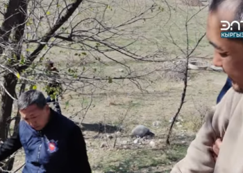 Айсулууну кордоп өлтүргөн шектүүнүн буга чейинки кылмыштары тизмектелген видео жарыяланды