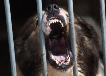 Кара-Кулжада ит талаган 2-класстын окуучусу каза болду