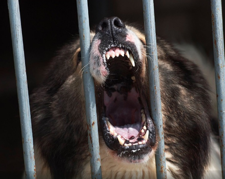 Кара-Кулжада ит талаган 2-класстын окуучусу каза болду