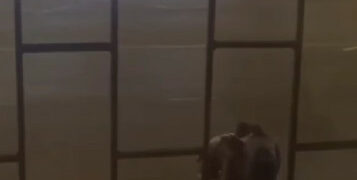 “Атасы сабаган”. Бишкекте колу байланган жигитти ким сабаганы белгилүү болду