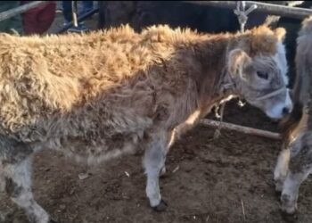 Чүйдө рейд учурунда мал уурдагандар кармалды