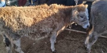 Чүйдө рейд учурунда мал уурдагандар кармалды