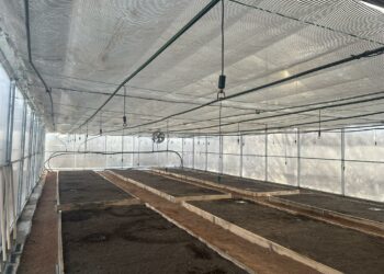 Тоңдо 30 гектар жерге көчөт отургузулуп, күнөскана жана муздаткыч кампасы ишке берилди