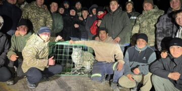 Ак илбирс Кеминдеги айылга кирип, бактардын бирине чыгып кеткен