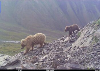 “Хан Теңири” жаратылыш паркы күрөң аюулар көбөйүп жатат