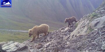 “Хан Теңири” жаратылыш паркы күрөң аюулар көбөйүп жатат