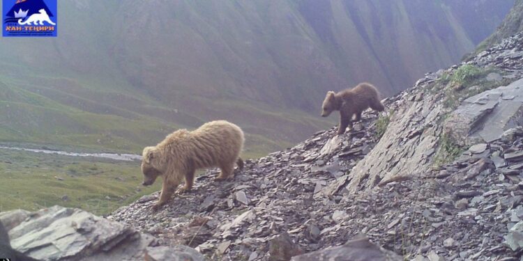 “Хан Теңири” жаратылыш паркы күрөң аюулар көбөйүп жатат