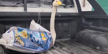 Чоң-Кеминде ак куу уча албай жүргөн абалда табылган