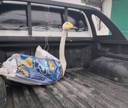 Чоң-Кеминде ак куу уча албай жүргөн абалда табылган