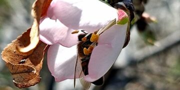 Эрте келген жаз… Сулайман-Тоодо бадам гүлдөдү