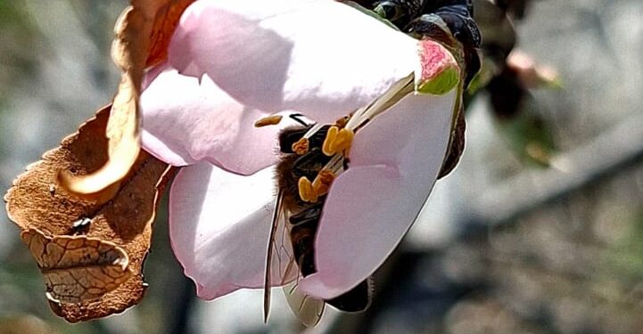 Эрте келген жаз… Сулайман-Тоодо бадам гүлдөдү