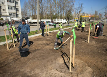 Бишкекте 93 миңден ашык көчөт отургузулат