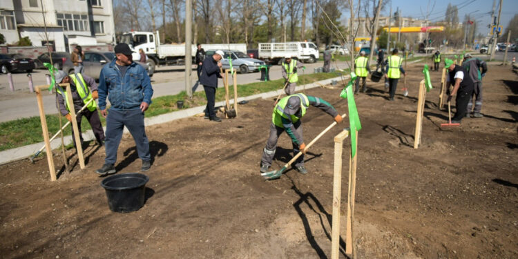 Бишкекте 93 миңден ашык көчөт отургузулат