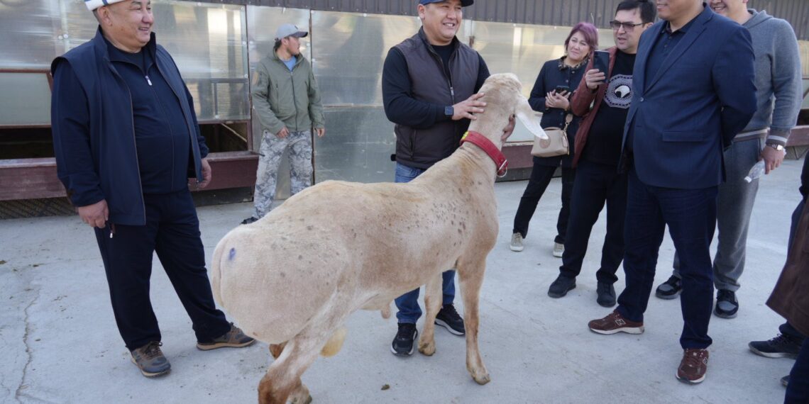 Министр: «Арашан багытындагы иштер аркылуу кой генофондун жакшыртуу — чоң жетишкендик болот»