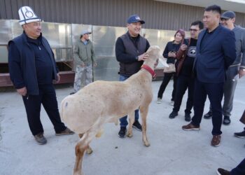 Министр: «Арашан багытындагы иштер аркылуу кой генофондун жакшыртуу — чоң жетишкендик болот»