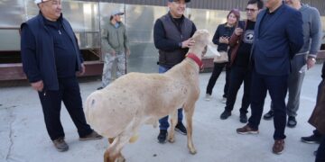 Министр: «Арашан багытындагы иштер аркылуу кой генофондун жакшыртуу — чоң жетишкендик болот»