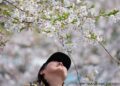 Японияда сакура гүлдөгөн мезгил башталды. Ал бир аптага созулат