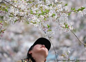 Японияда сакура гүлдөгөн мезгил башталды. Ал бир аптага созулат