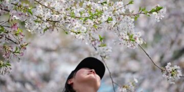 Японияда сакура гүлдөгөн мезгил башталды. Ал бир аптага созулат