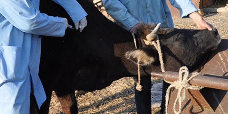 Өлкөдө жугуштуу ылаңга каршы ветеринардык-санитардык чаралар күчөтүлдү