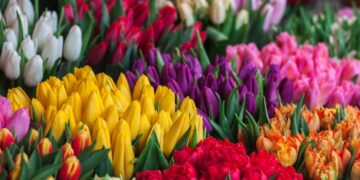 Даанасы 75 сомдон башталат. Бишкекте жоогазын фестивалы башталды