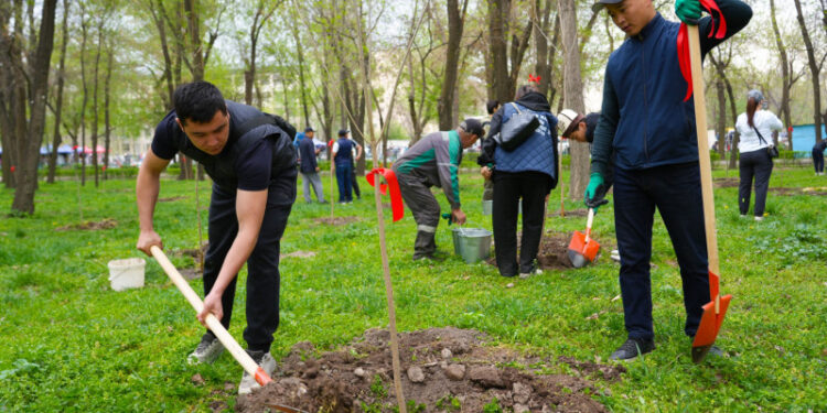 Бишкекте 740 жаңы дарак отургузулду