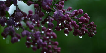 Жаз жаанчыл болобу? Синоптиктер жума ичинде өлкөдө аба ырайы туруксуз болорун эскертет