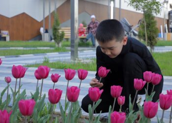 Ошто 20 миң түп жоогазын гүлүн ачты