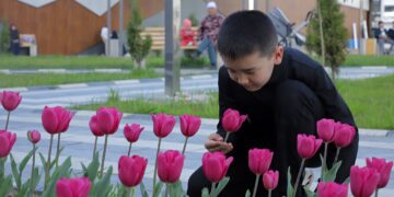 Ошто 20 миң түп жоогазын гүлүн ачты