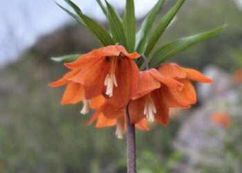 Баткенде айгүл гүлү гүлдөдү