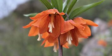 Баткенде айгүл гүлү гүлдөдү