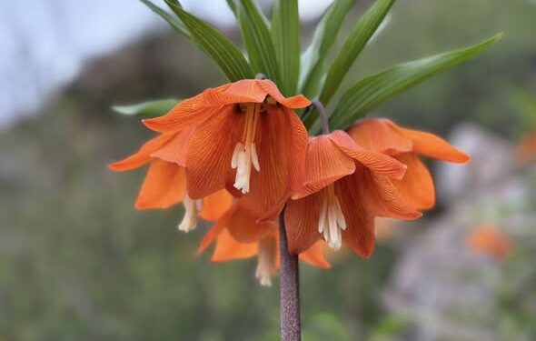 Баткенде айгүл гүлү гүлдөдү