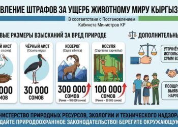 Кыргызстанда жаныбарлар дүйнөсүнө келтирилген зыян үчүн жоопкерчилик күчөтүлдү
