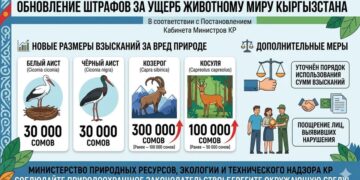 Кыргызстанда жаныбарлар дүйнөсүнө келтирилген зыян үчүн жоопкерчилик күчөтүлдү