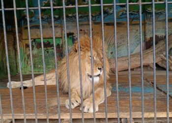 Токмок шаарында мыйзамсыз көчмө зоопарк аныкталды