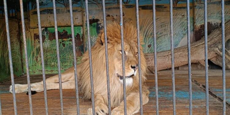 Токмок шаарында мыйзамсыз көчмө зоопарк аныкталды