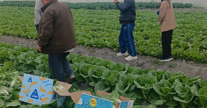 Араванда капуста бышып, сатыкка чыкты