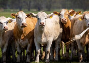 Германияда 70 уй уурдалып, полиция таң калууда