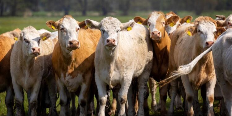 Германияда 70 уй уурдалып, полиция таң калууда