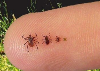 Апрель айынын эки апта ичинде 41 адам кене чагып, ооруканага кайрылды