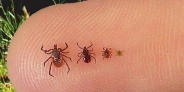 Апрелде кене чаккан учурлар көбөйдү — 41 адам кайрылды